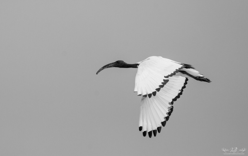 sacred-ibis-black-and-white