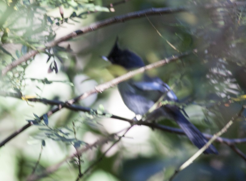 Blue Mantled Flycatcher