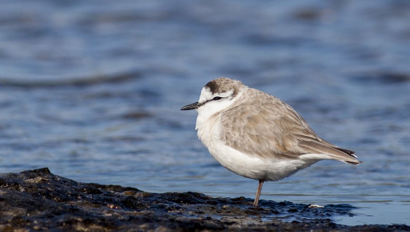 white-fronted-plover
