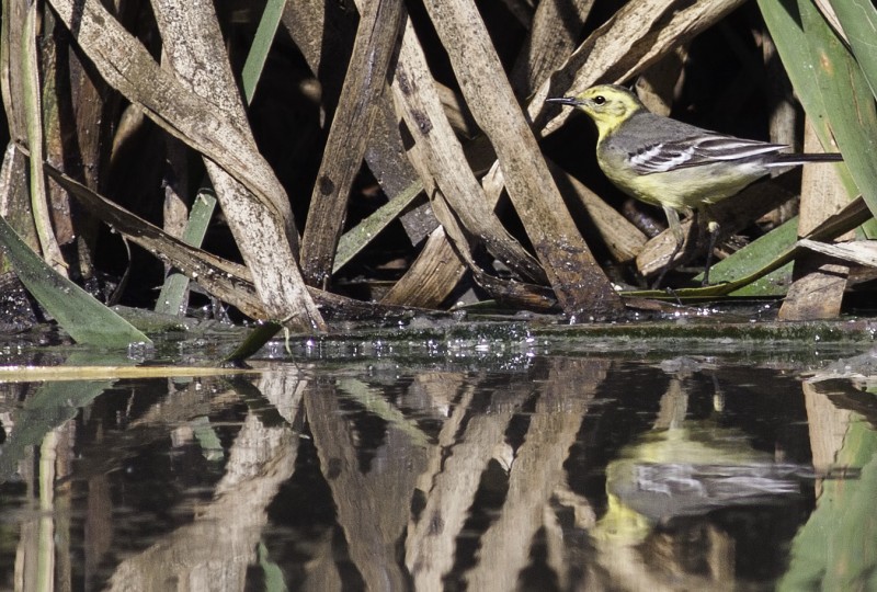 citrine wagtail in cape town