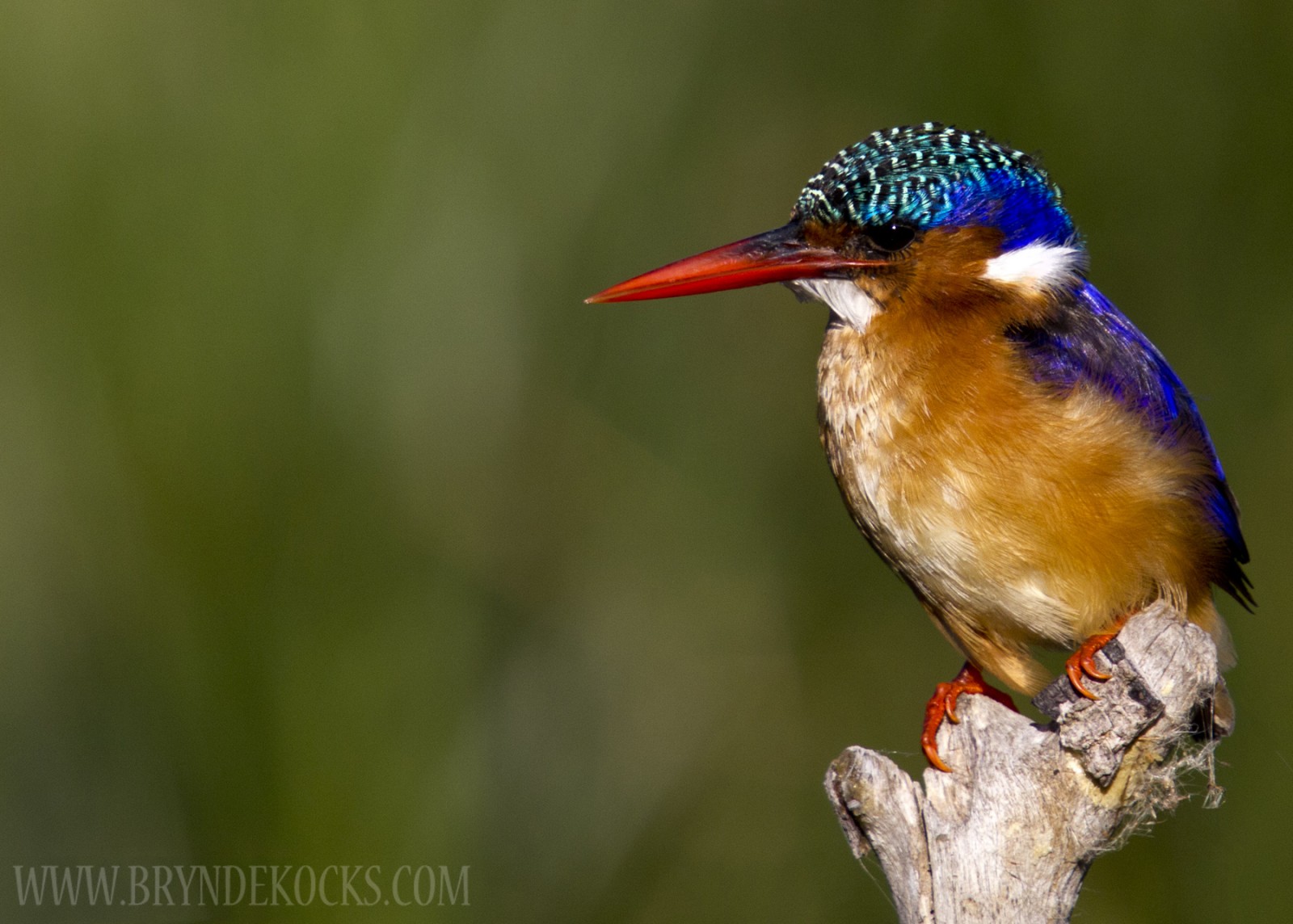Malachite Kingfisher at Intaka Island