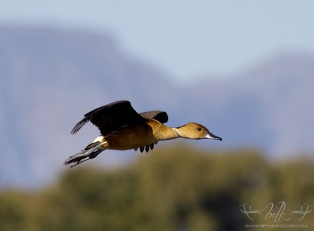 Fulvous Duck in Flight