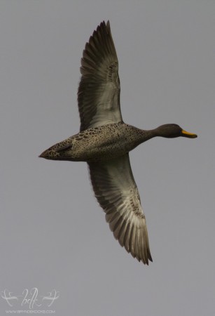 Yellow-Billed Duck at Dick Dent Bird Sanctuary