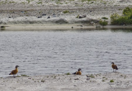 african shelduck