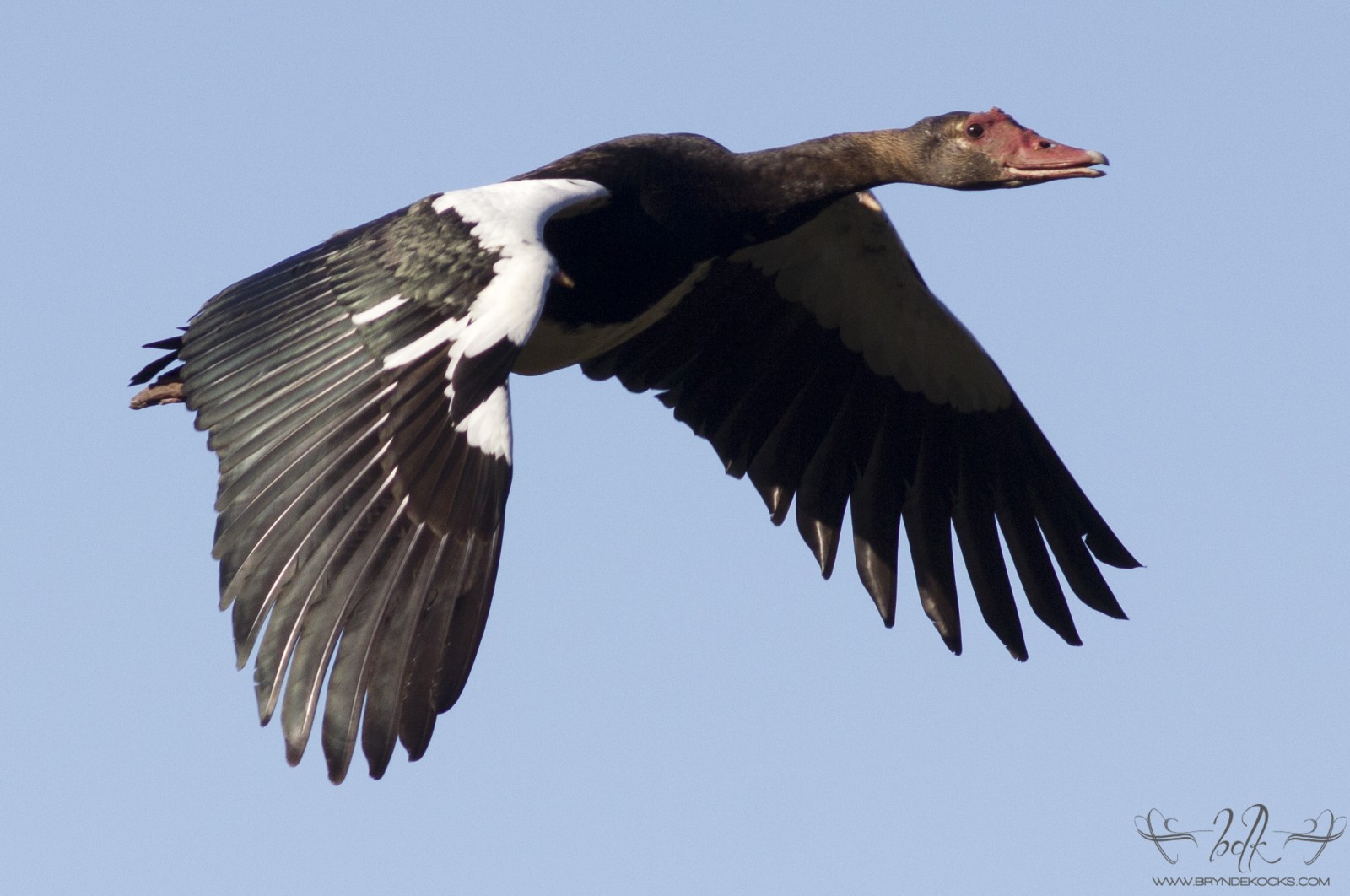 Spurwing Goose