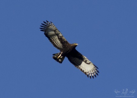 Long Crested Eagle