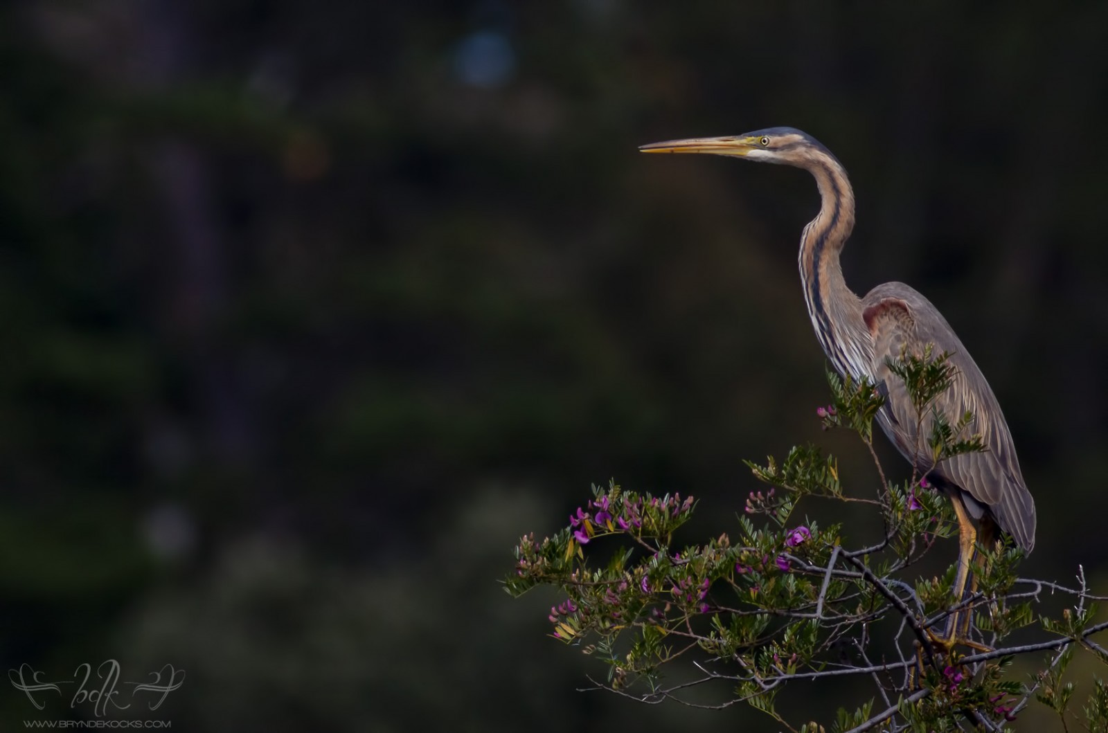 Purple Heron
