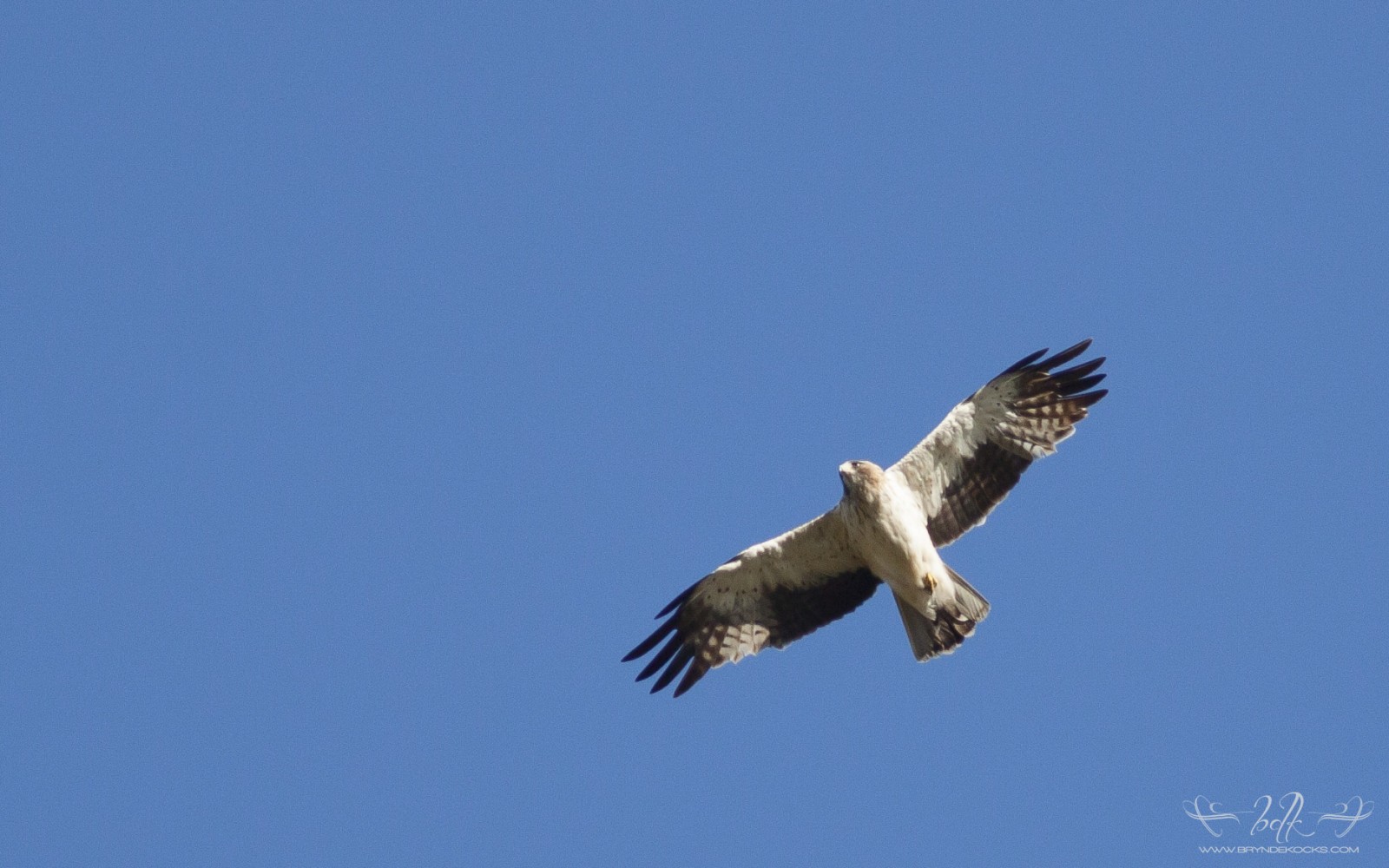 booted eagle
