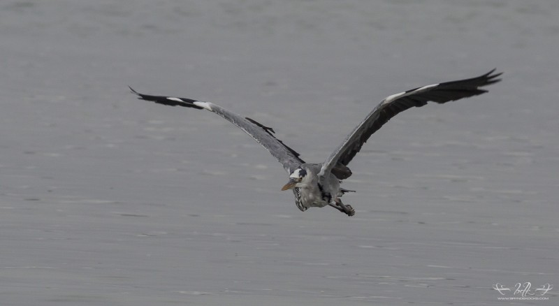 grey-heron