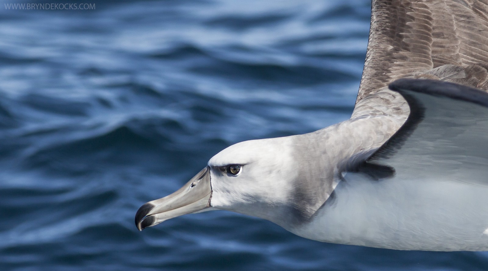 albatross close up
