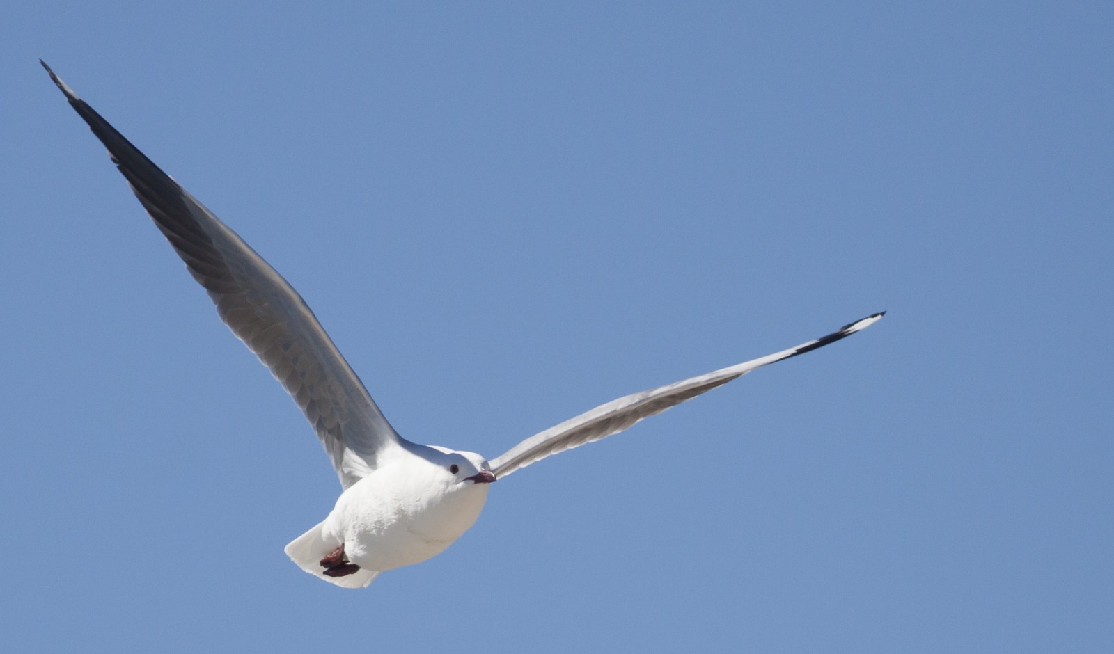 hartlaubs gull in flight