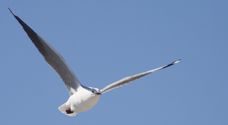 hartlaubs gull in flight