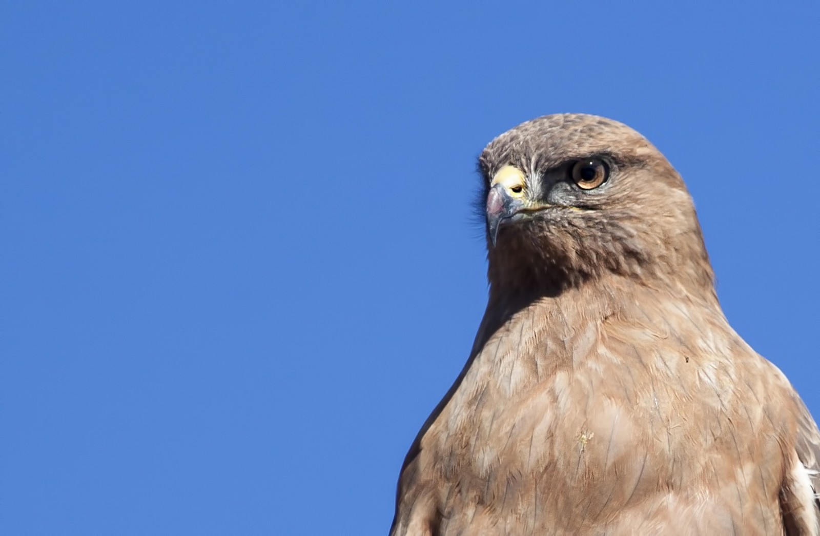 Buzzard