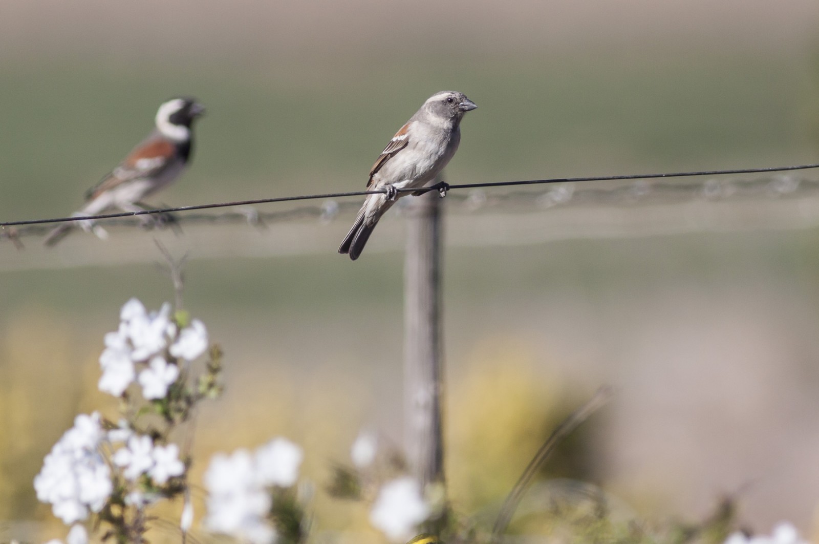 Cape Sparrows