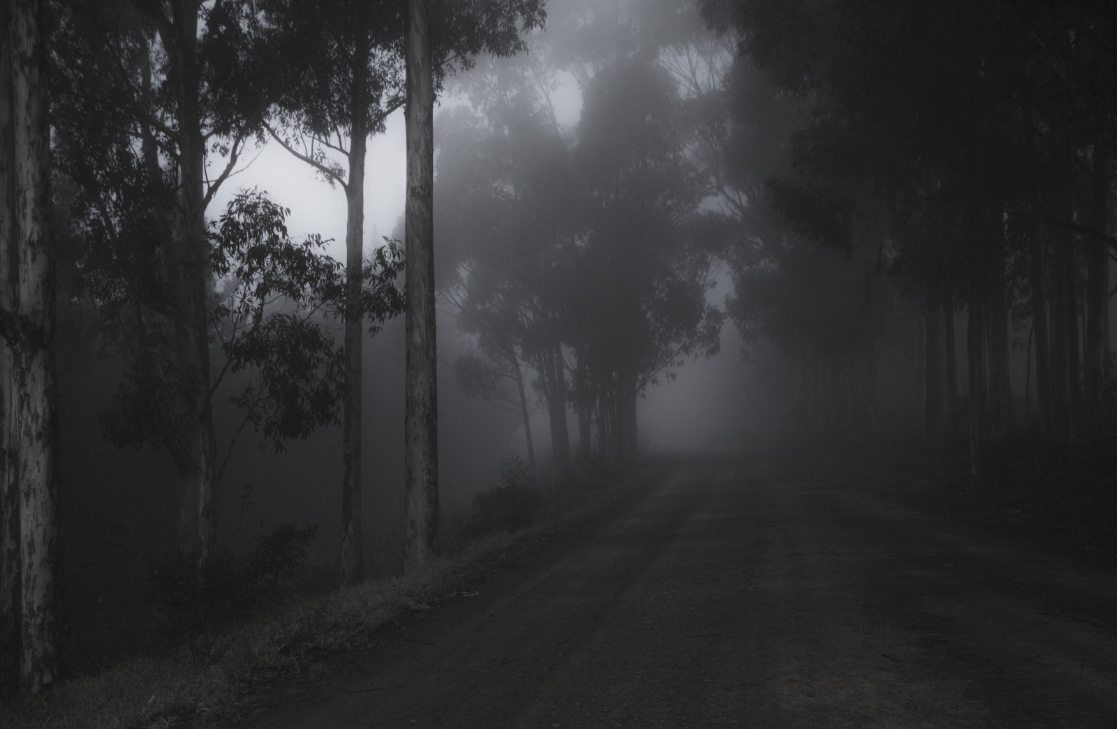 Fog Trees