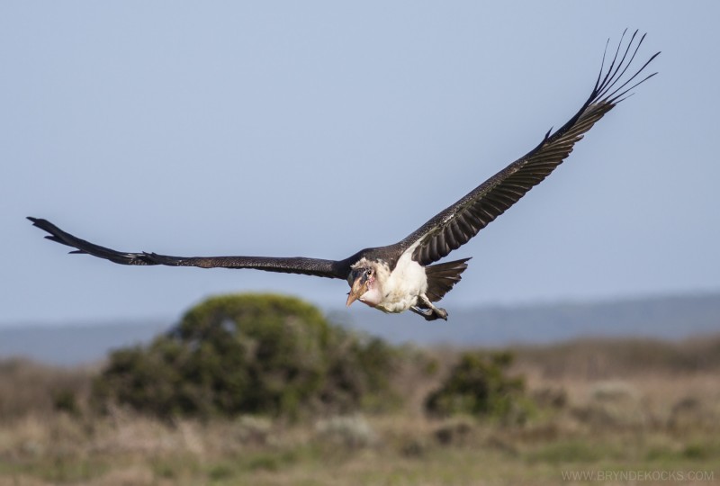 Marabou Stork in Flight