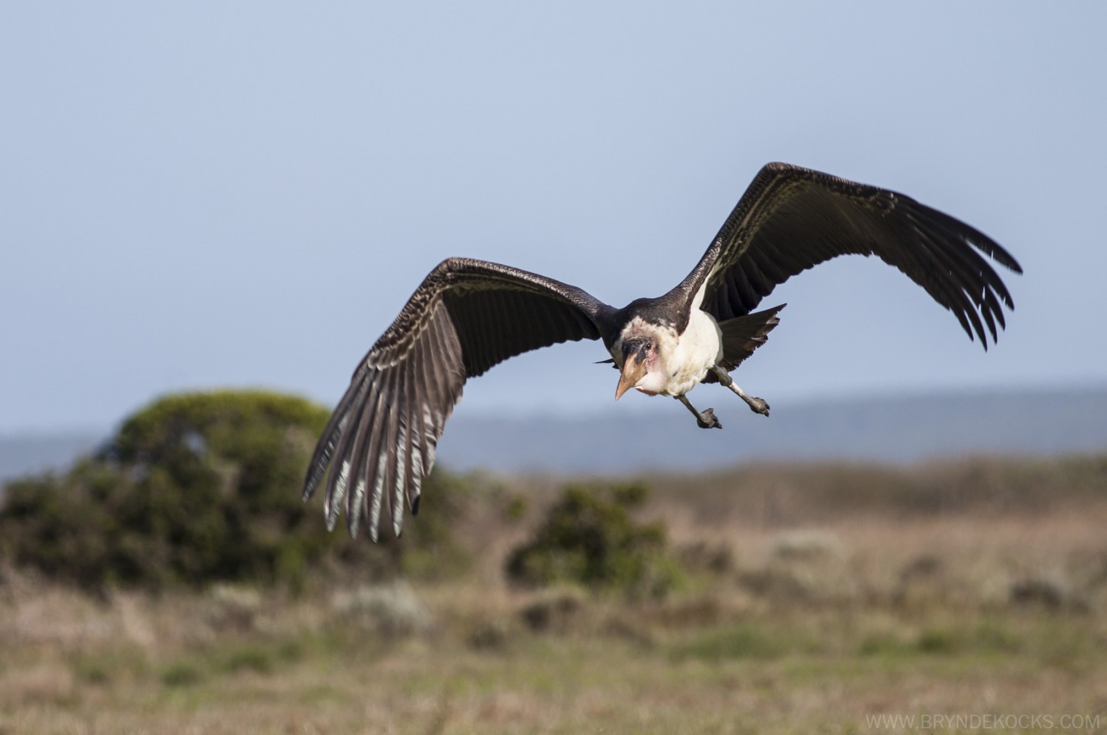 Marabou in Flight