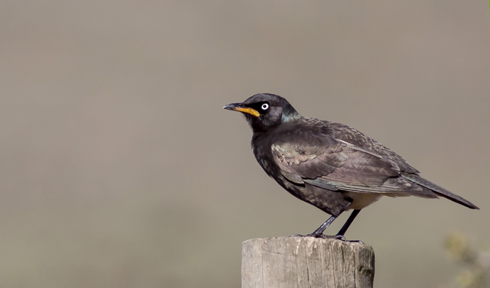 Pied Starling