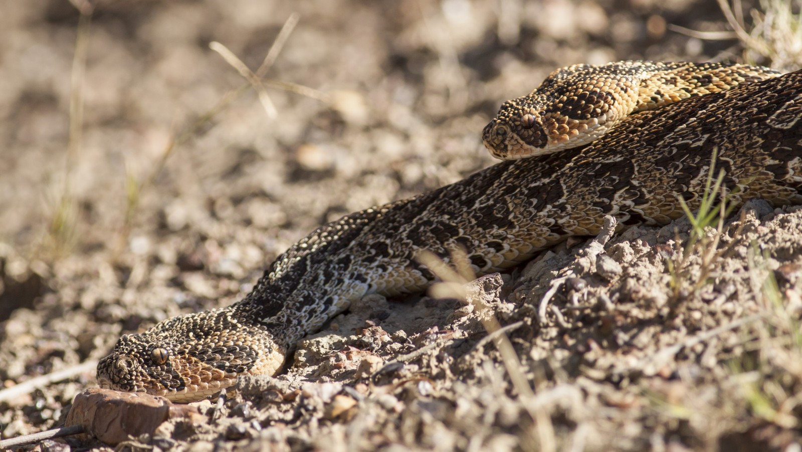 Puff Adders