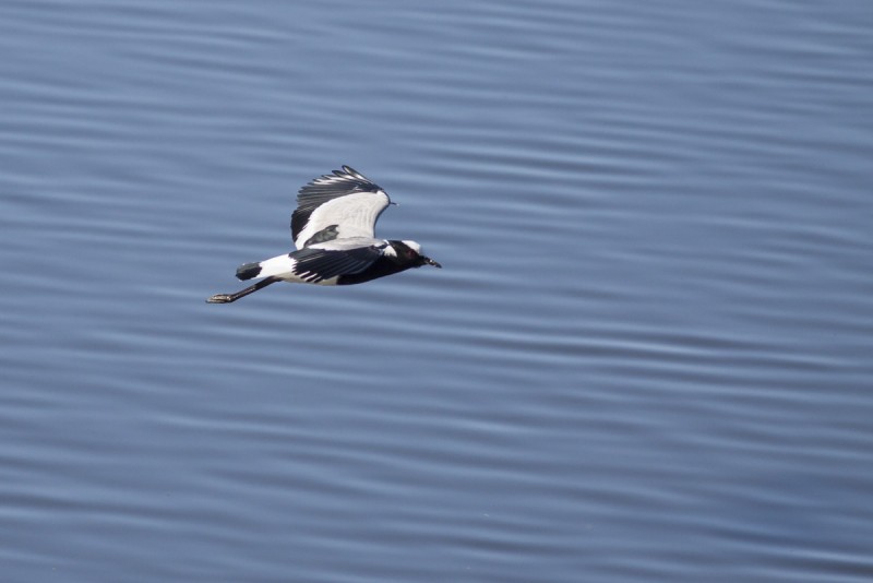 Blacksmith Lapwing