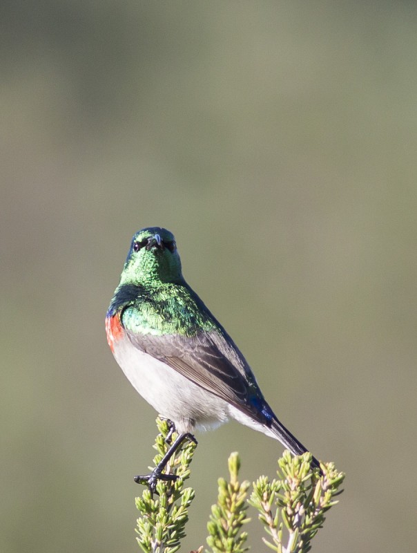 Lesser Double Collared Sunbird