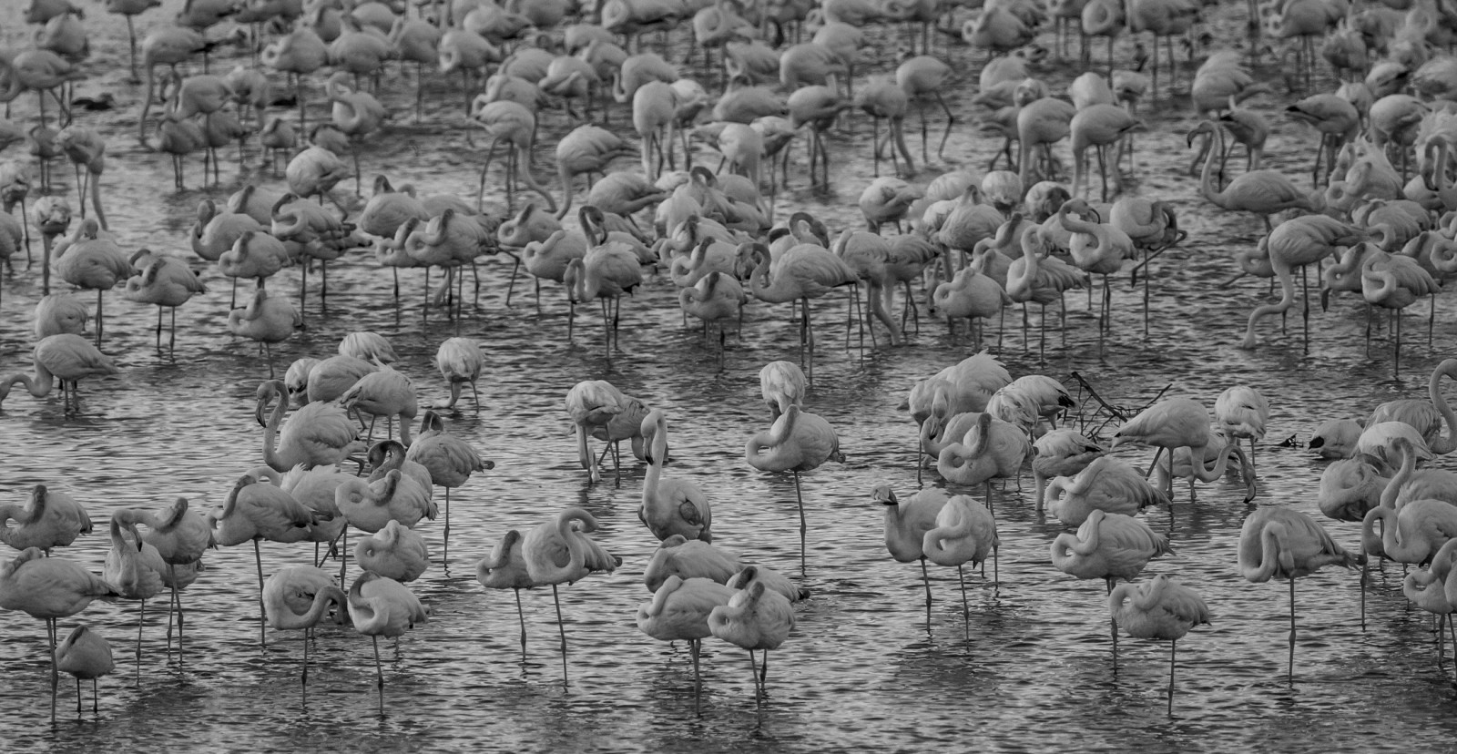 Flamingos