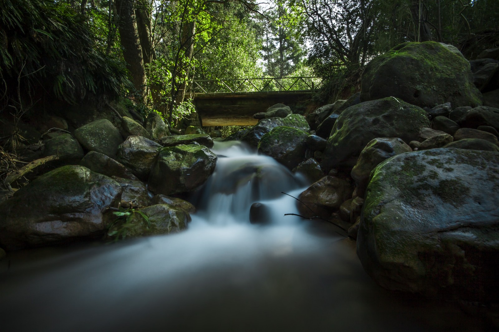 Newlands Forest Waterfall