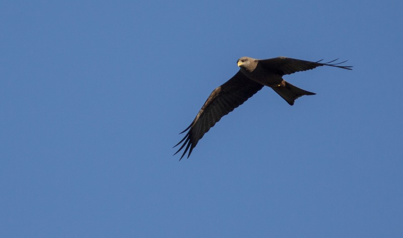 Yellow-billed-kite