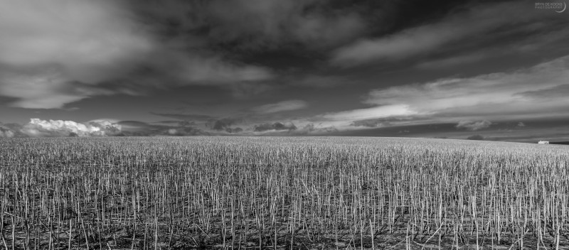 Field Landscape at De Hoop