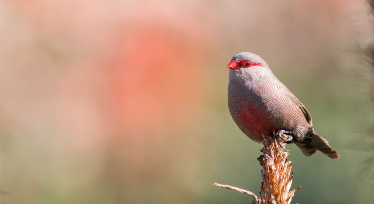 common-waxbill-feature