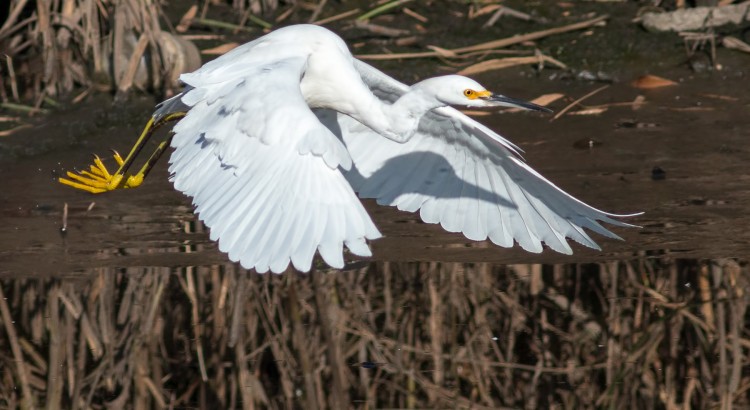 snowy-egret-flight