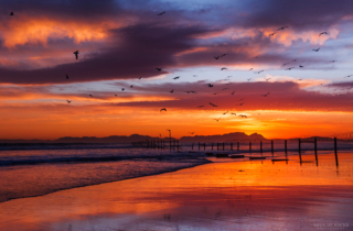 Gulls and Terns flying in front of sunset