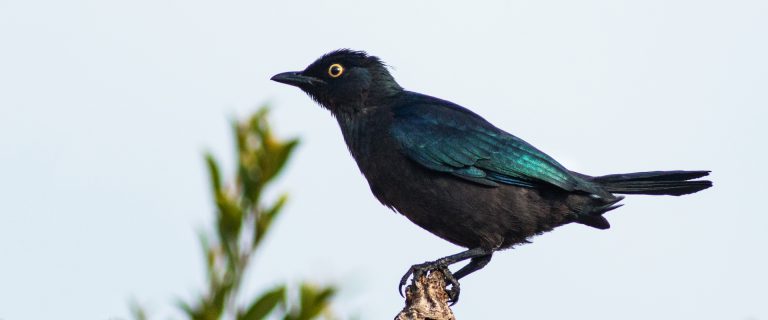 Road To 300 – Black-Bellied Starling in Gordon’s Bay (294)