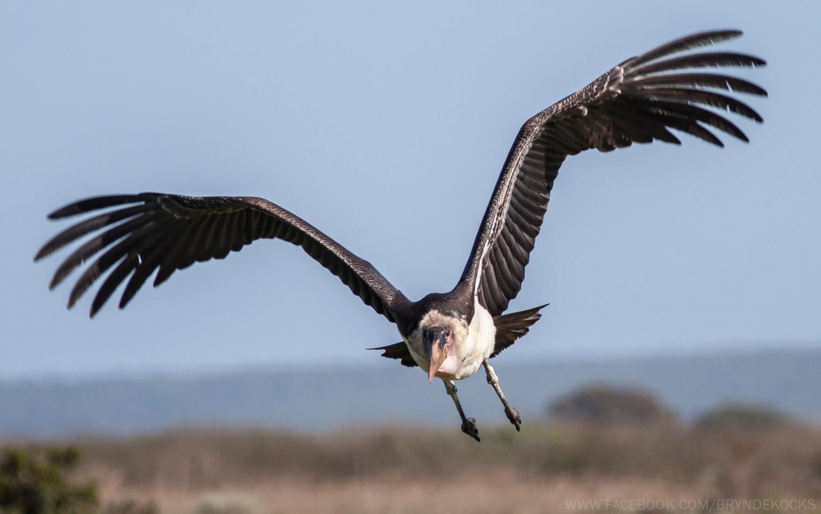 marabou stork