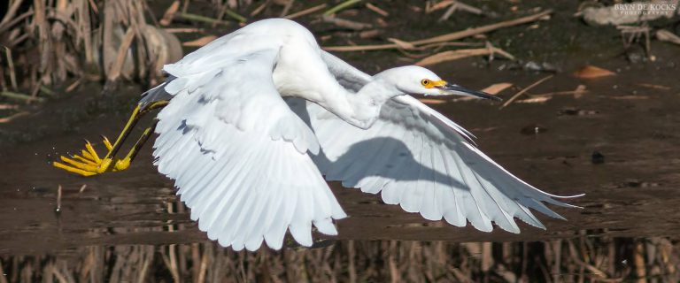 snowy egret