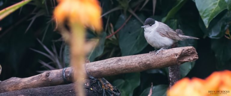 blackcap