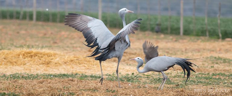A Weekend Birding the Overberg
