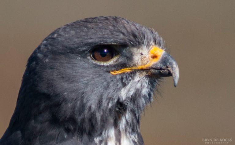 100% Crop of Jackal Buzzard