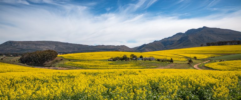 Great Egret & Overberg Landscapes