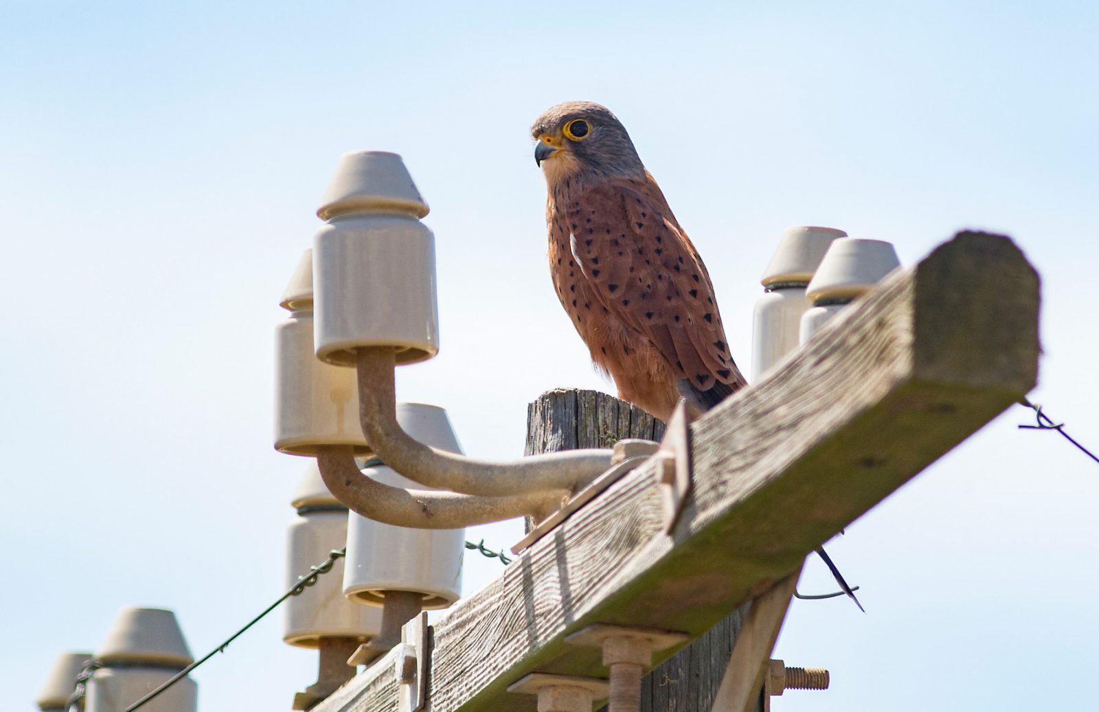 rock-kestrel