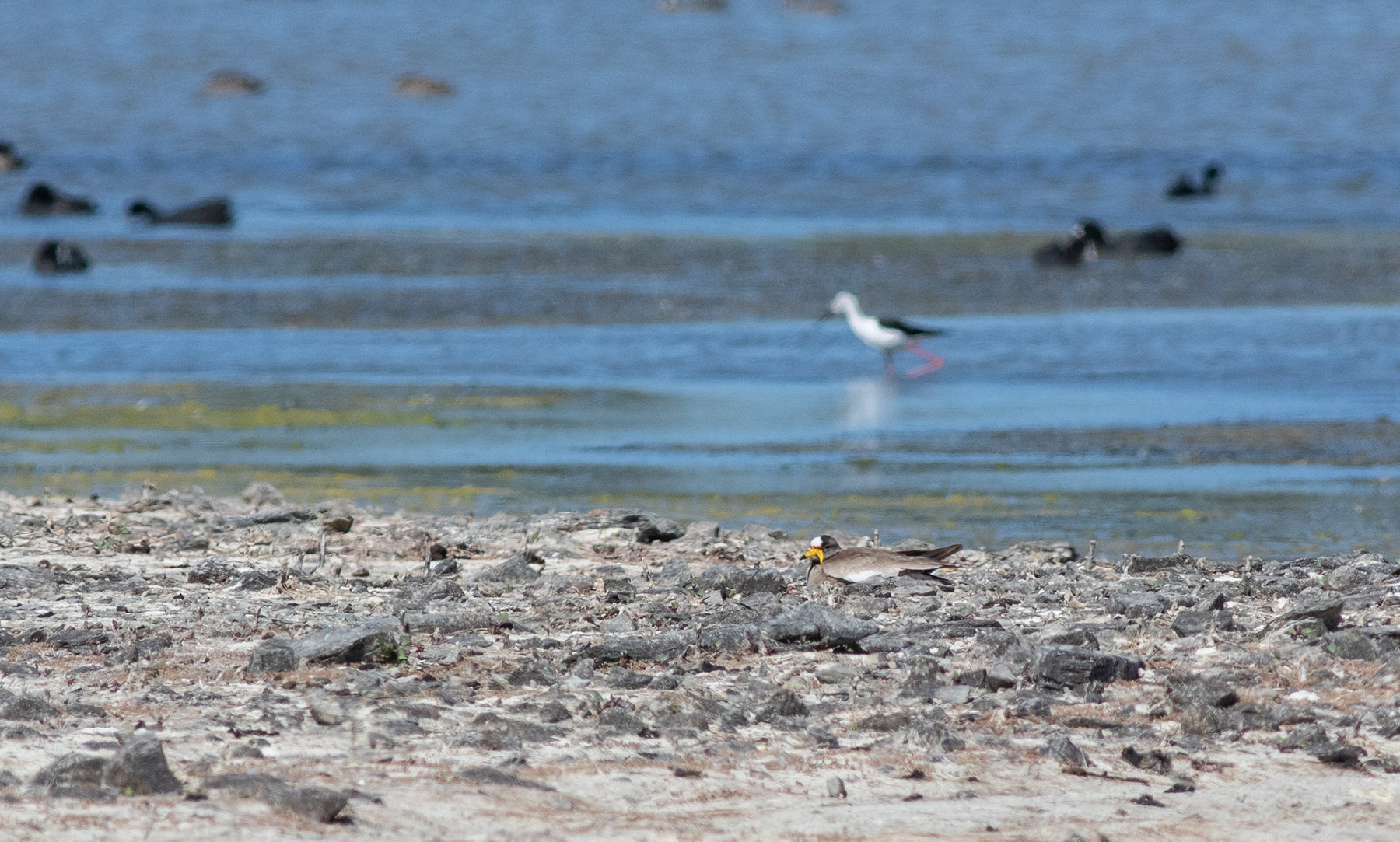 Wattled Lapwing at Paardevlei