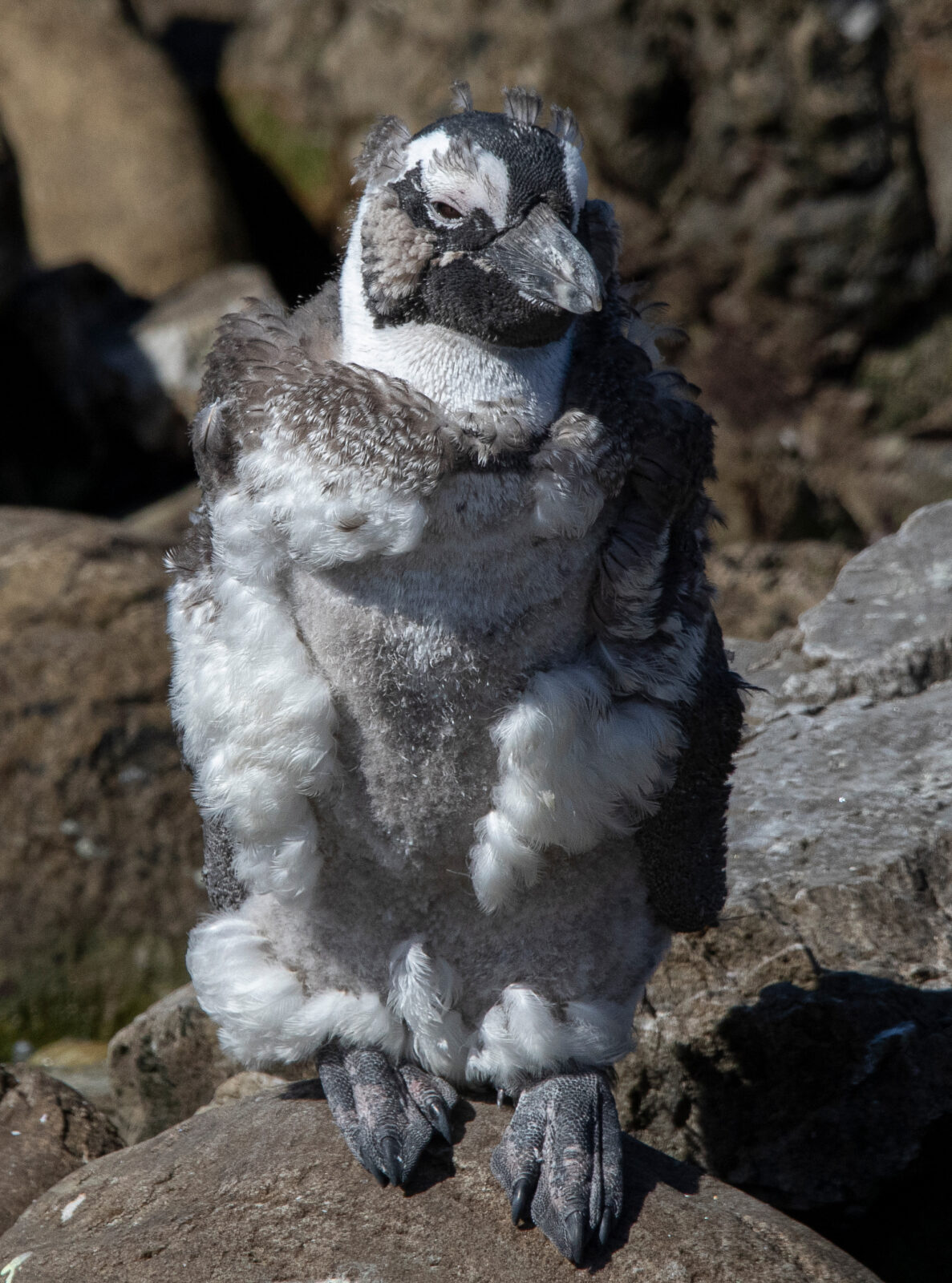African Penguin in molt