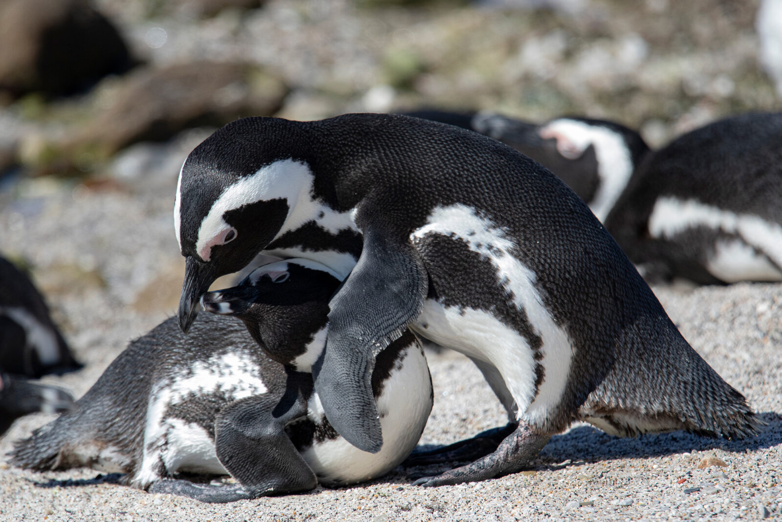 African Penguins interacting