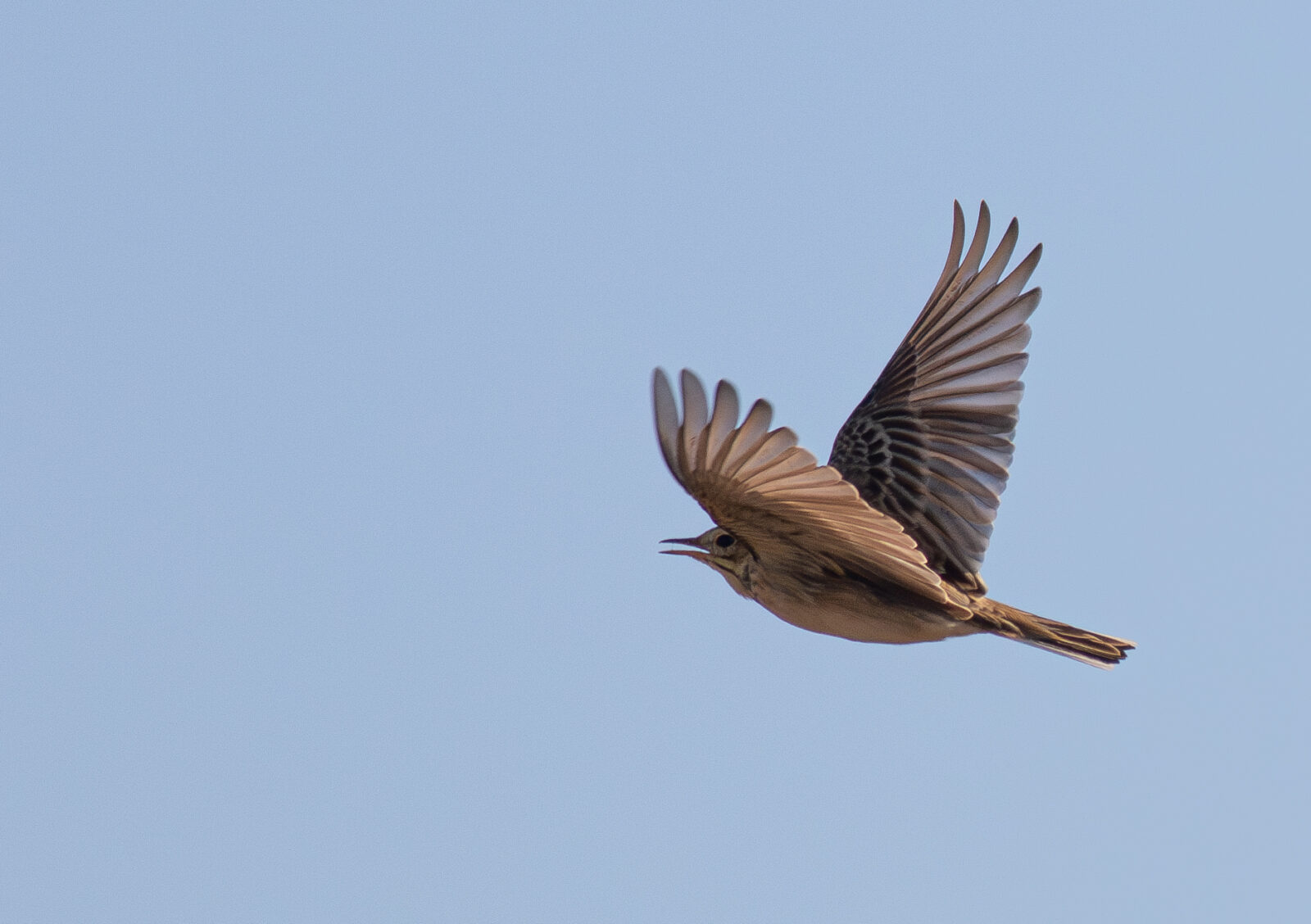 African Pipit