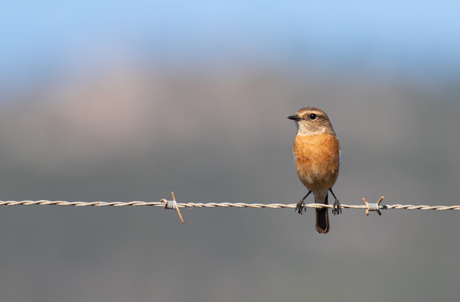 African Stonechat Karwyderskraal