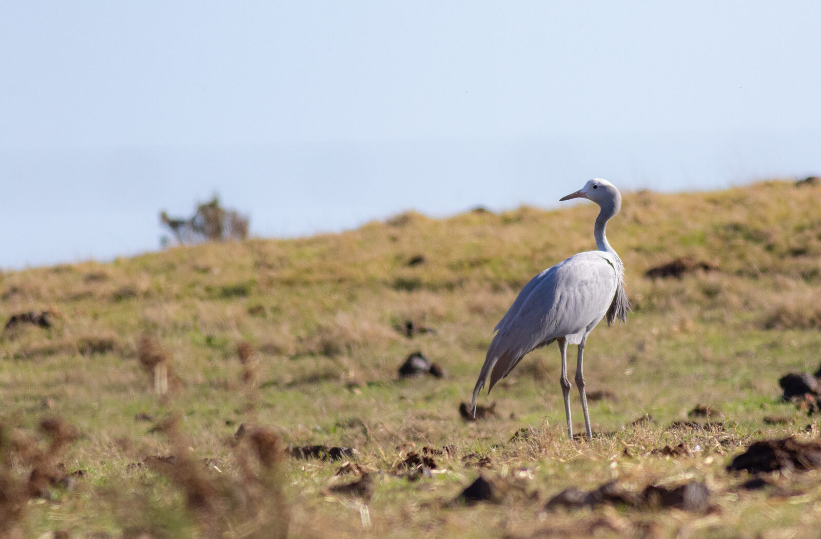 Blue Crane