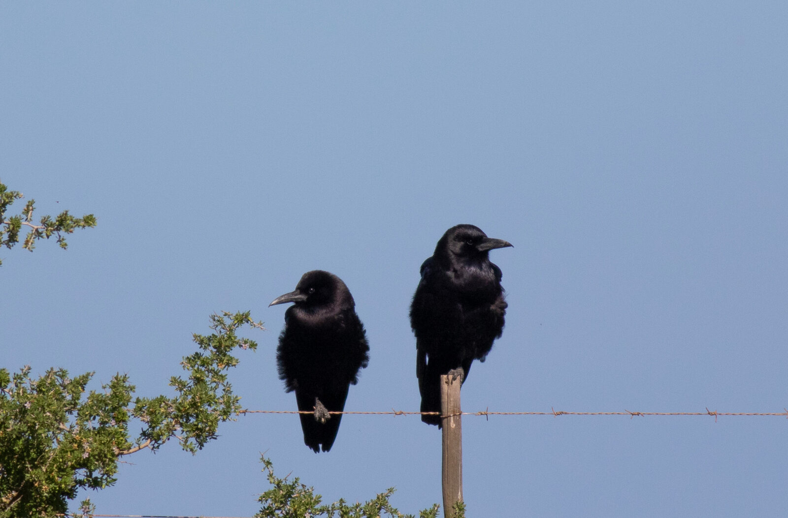 Cape Crows