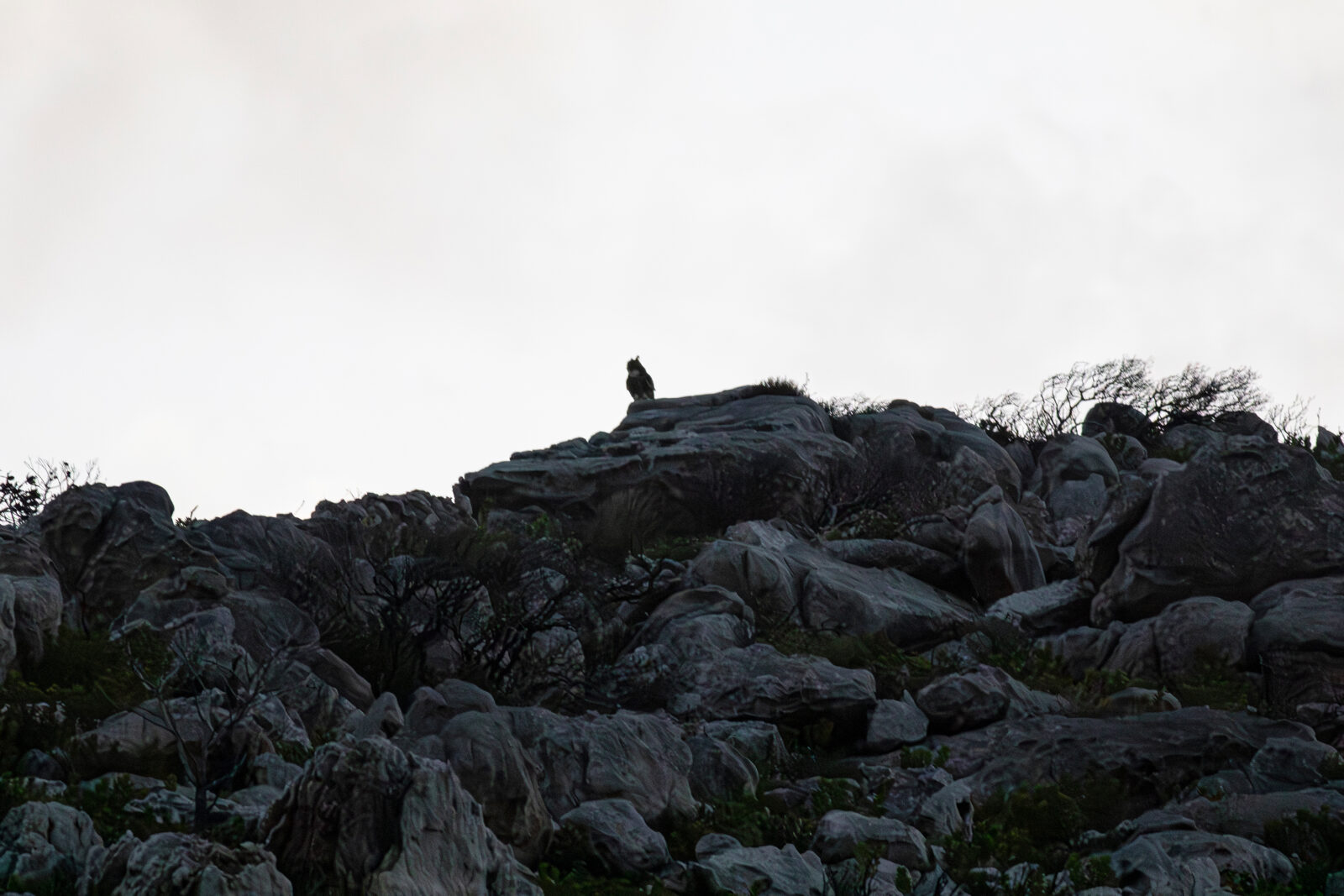 Cape Eagle Owl Silhouette