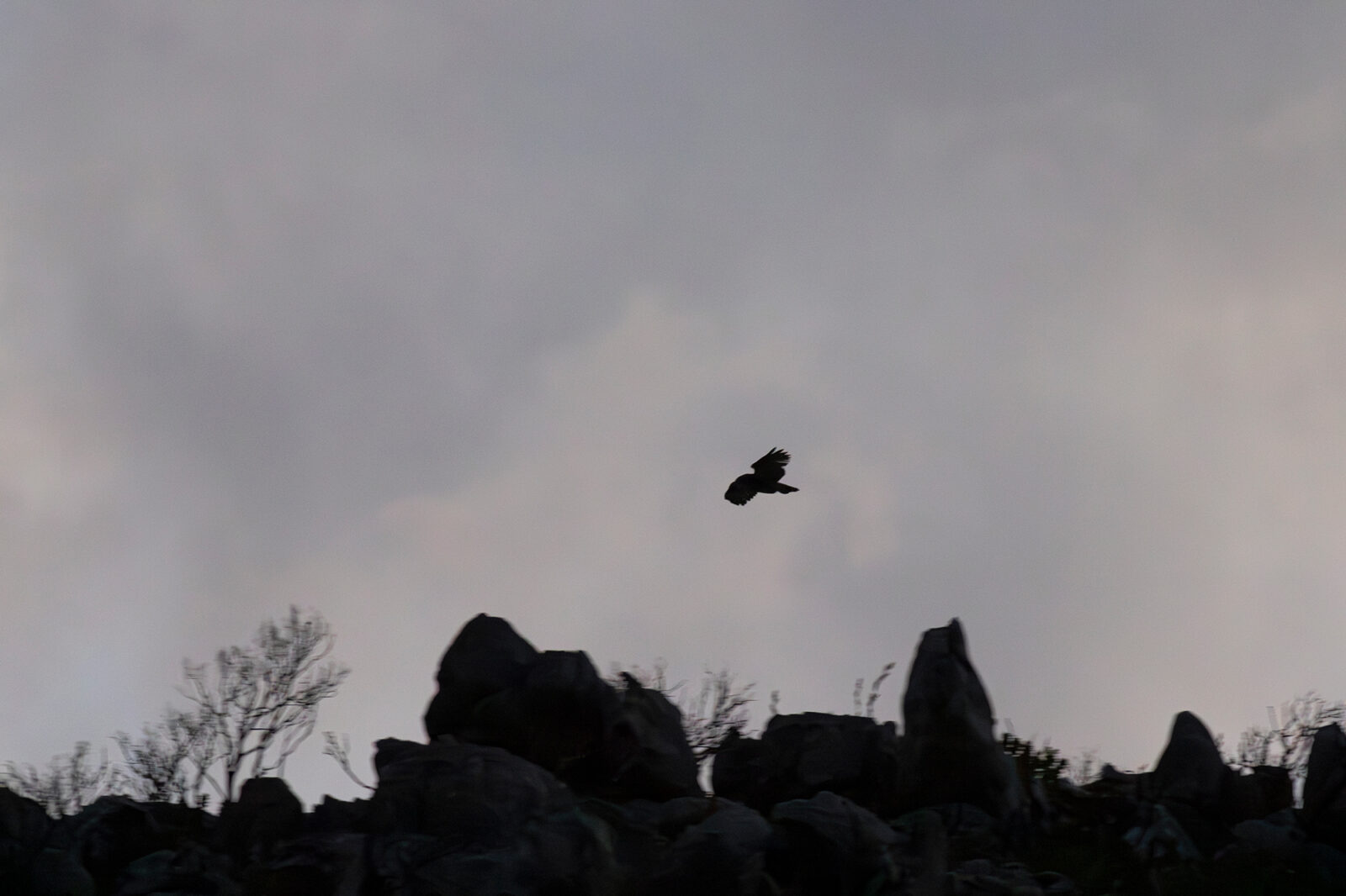 Cape Eagle Owl Silhouette in Flight