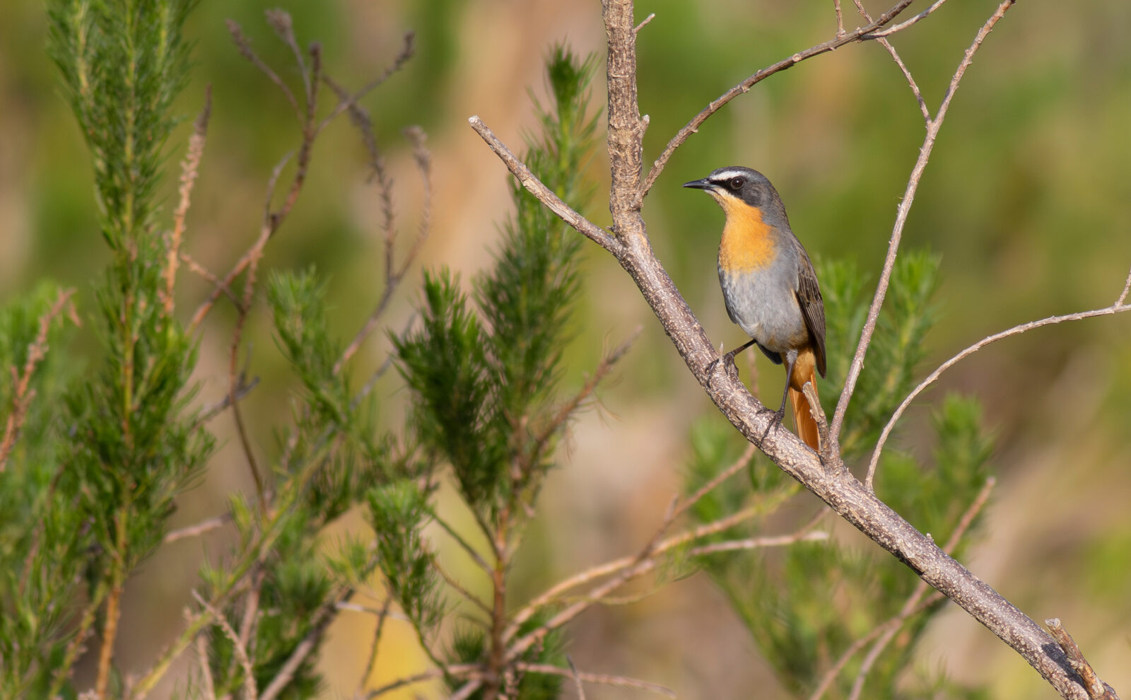 Cape Robin Chat Bird